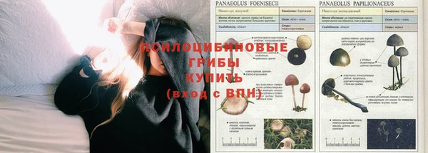 крисы Абдулино